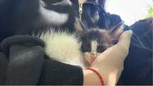 СРОЧНО котенок ищет дом!!