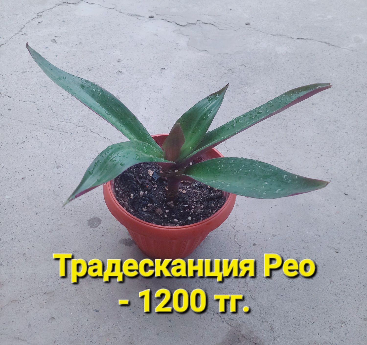 Распродажа!!! Комнатные растения разные
