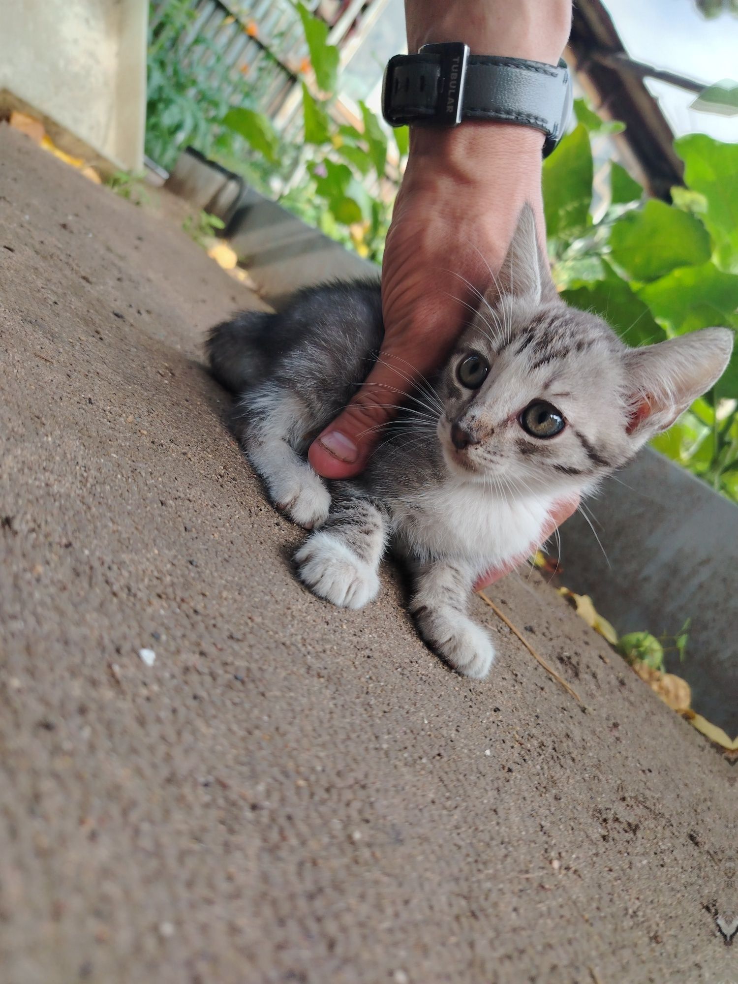 Отдам котят в хорошие руки
