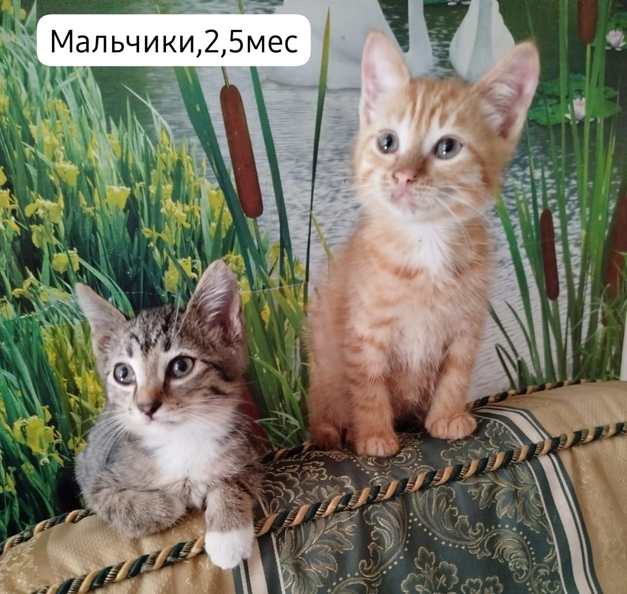 Котята бесплатно