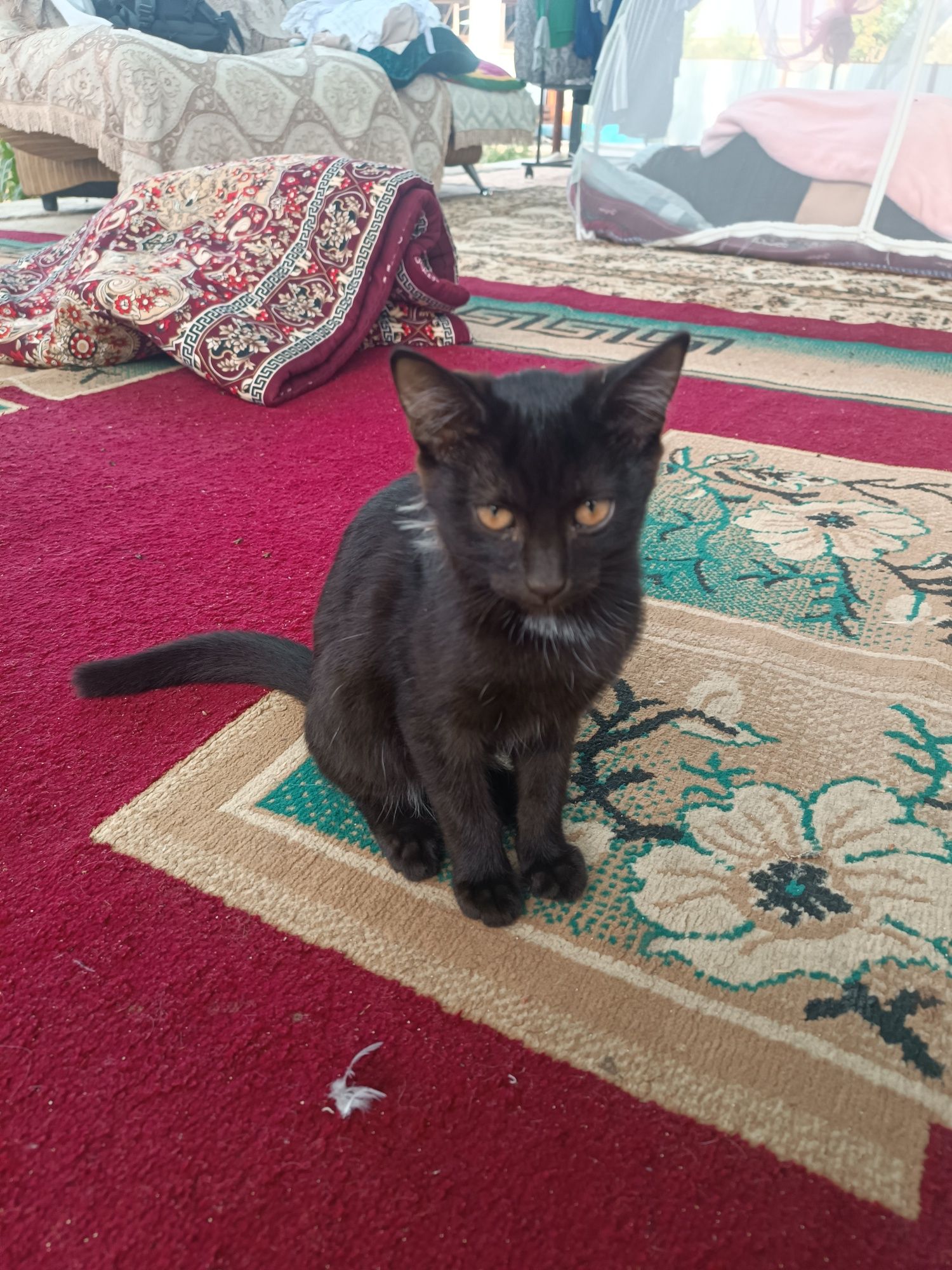 животные  котята