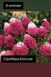 Гортензии 4-х летка