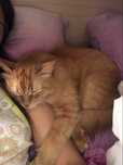 Отдам рыжего кота в хорошие руки, кострирован, передние когти удалены