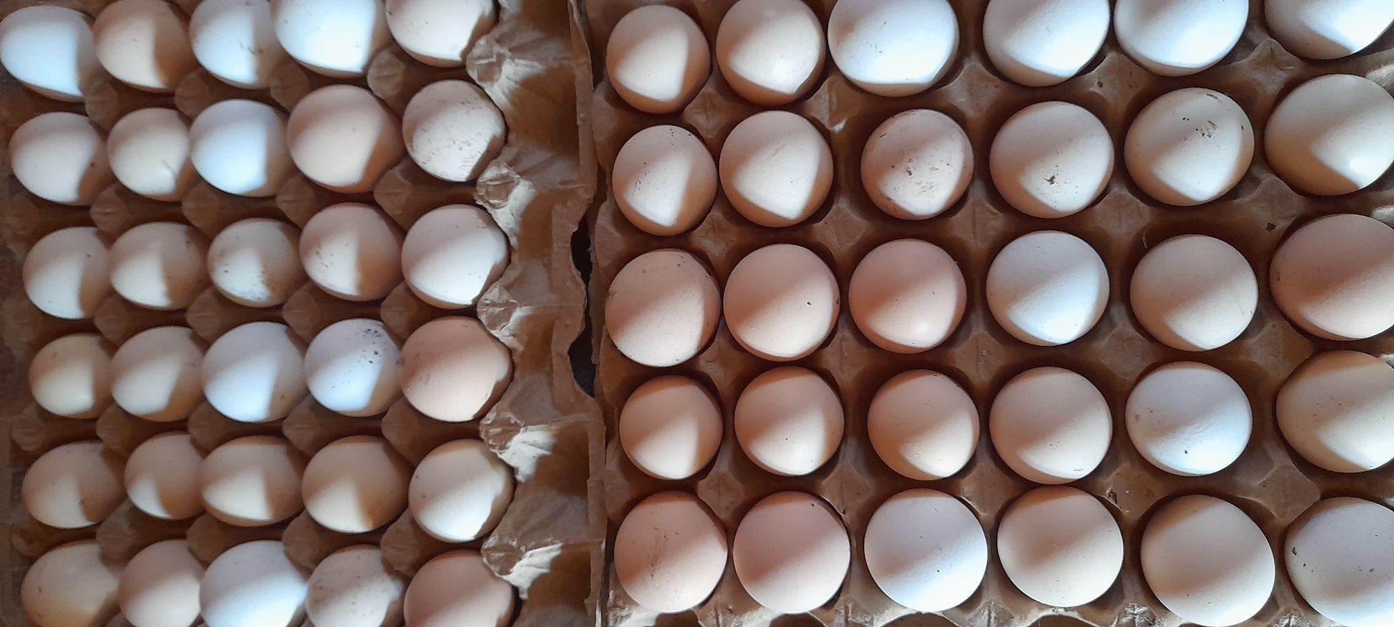 Продам,  яйца домашние