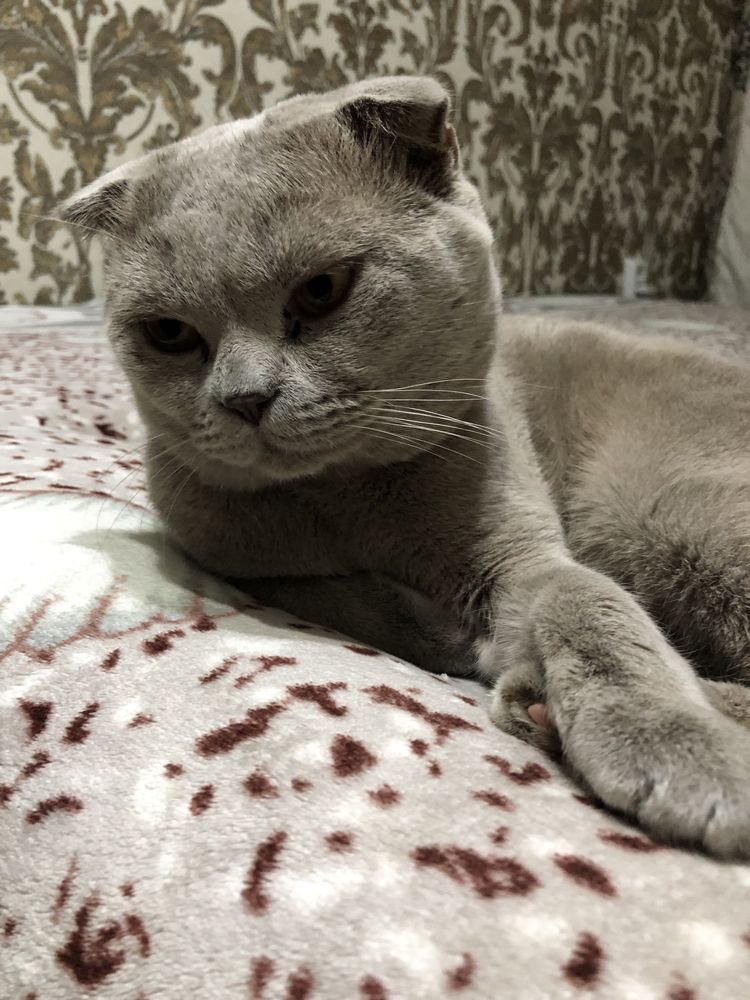 Вязка красивого кота