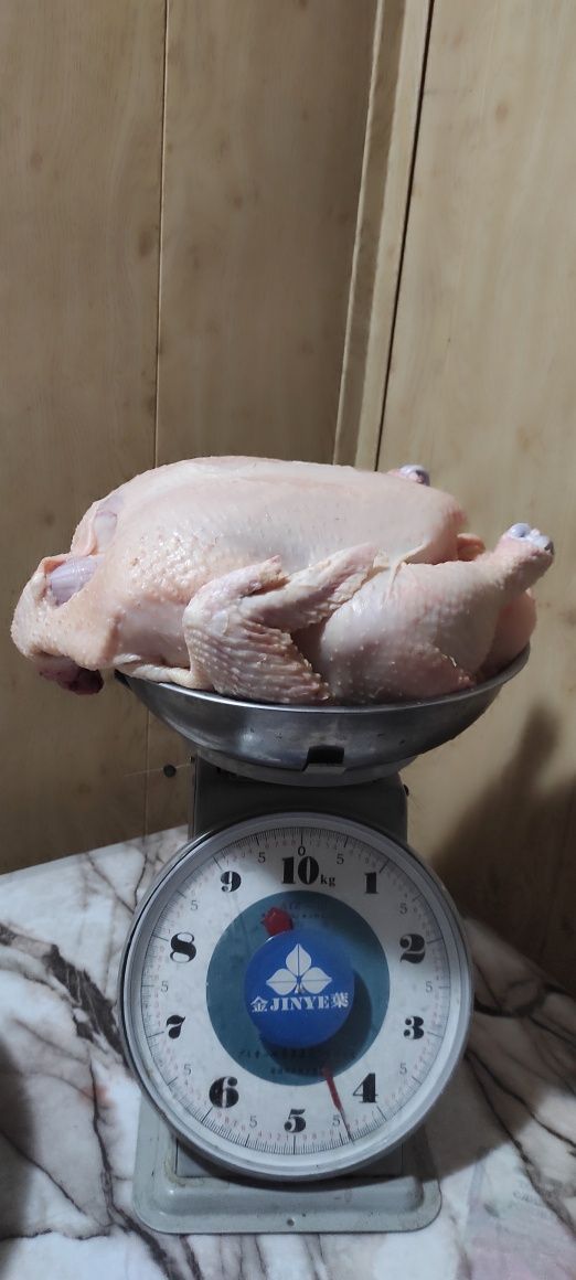 Мясо домашних брлйлеров