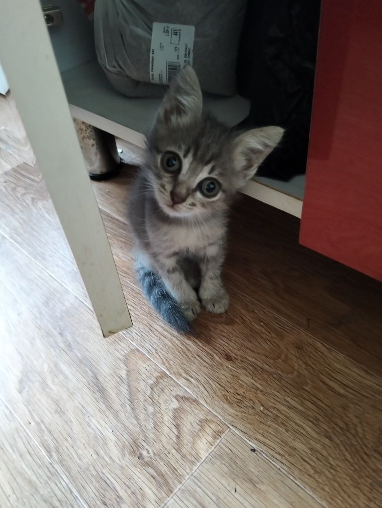 Отдам котят в добрые руки