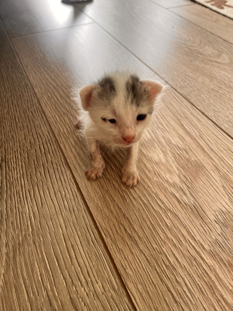 Котенку нужно мать