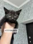 Маленький котенок, мальчик