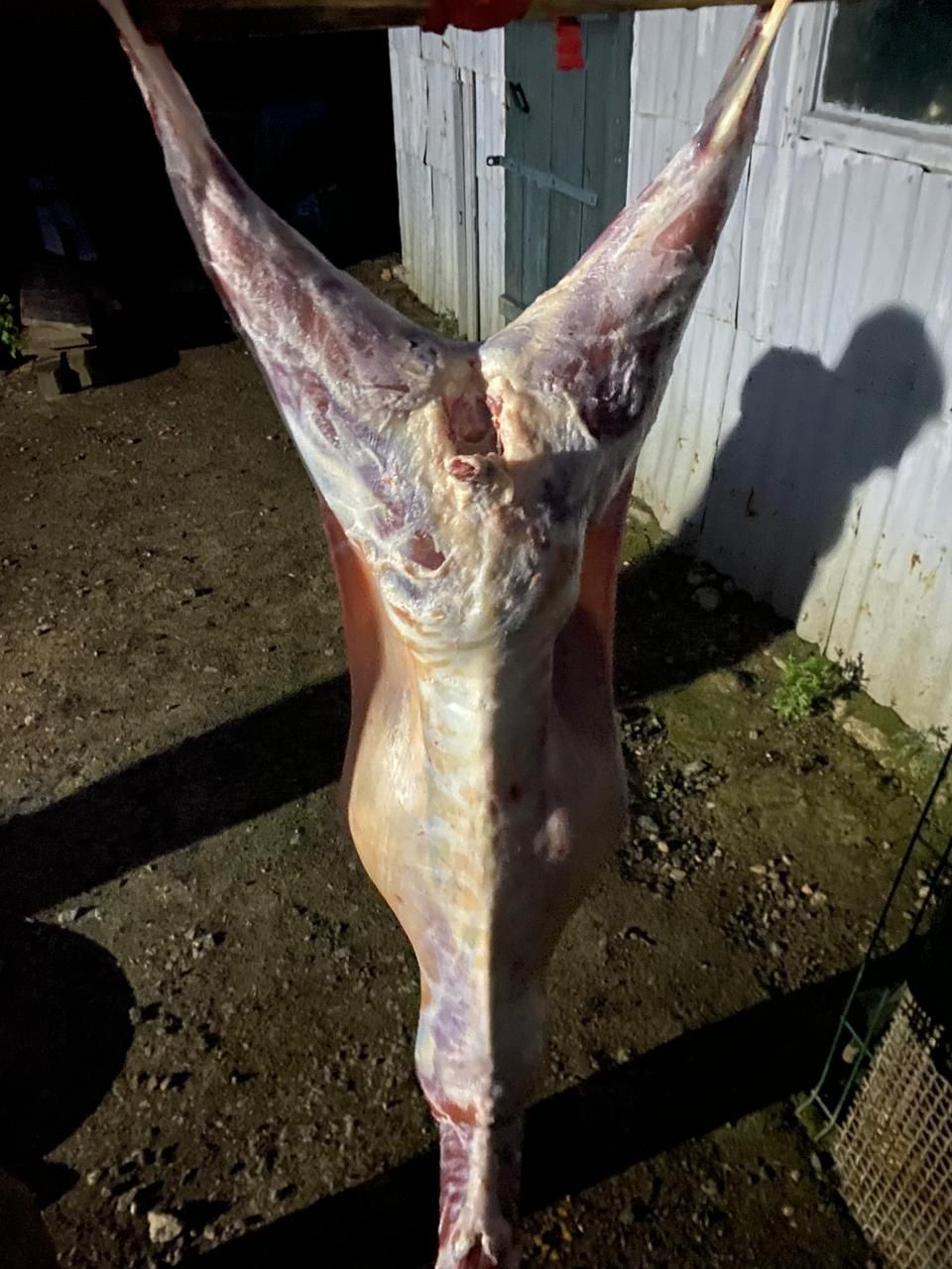 Продам на мясо разных