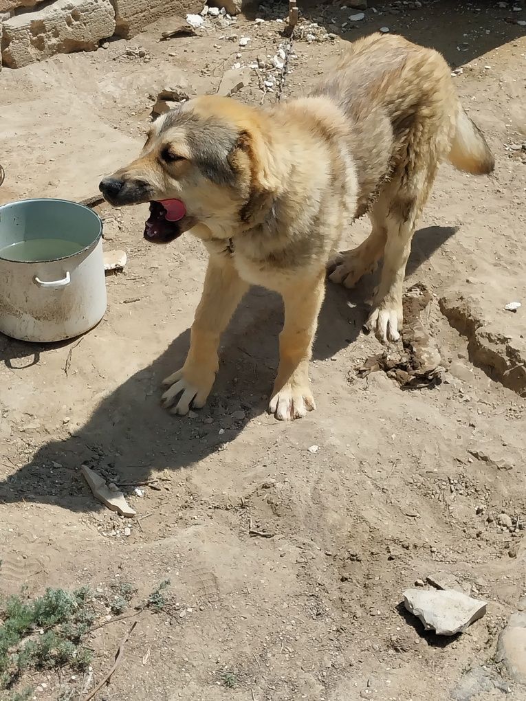 Таза қазақы төбет. 6 ай. Сатылады