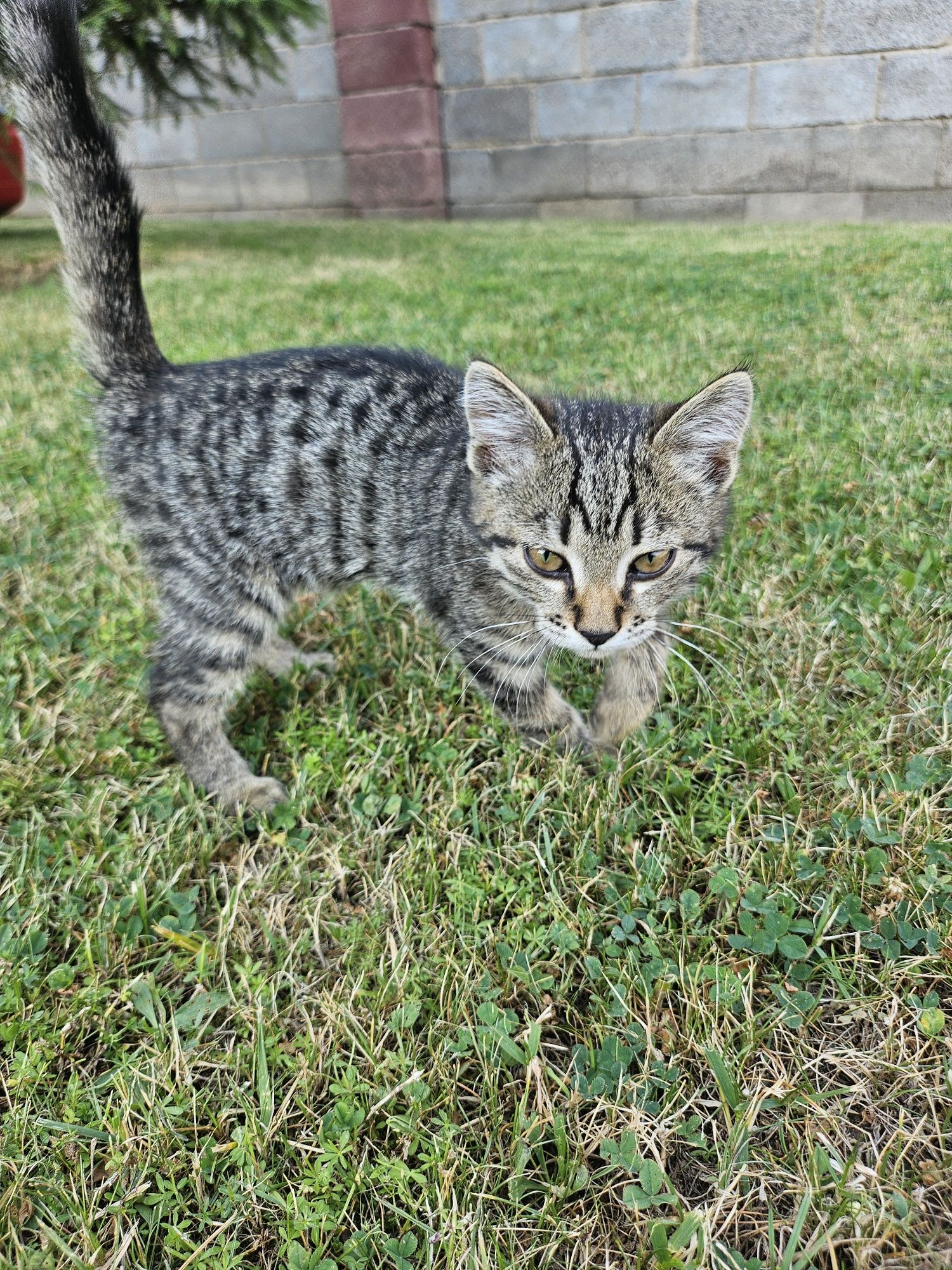 Котёнок-в добрые руки