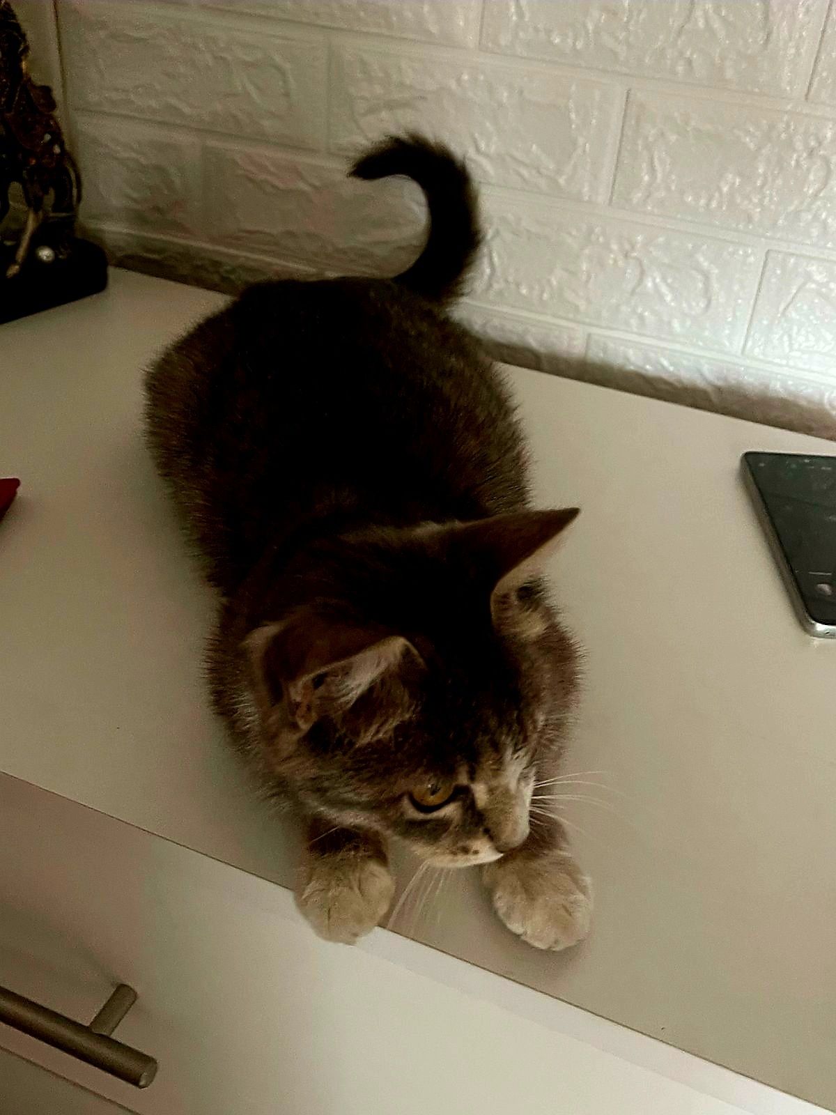 Добрая кошка ищет дом 

Когда-то она пришла к нам — худая, беременна
