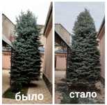 Обрезка хвойных и деревьев