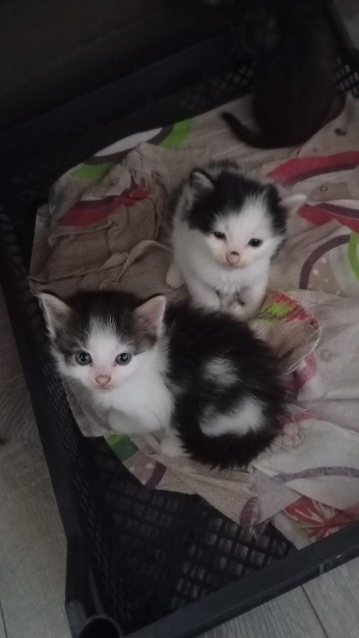 Отдам котят в добрые руки