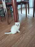 Котята шиншилла серебро