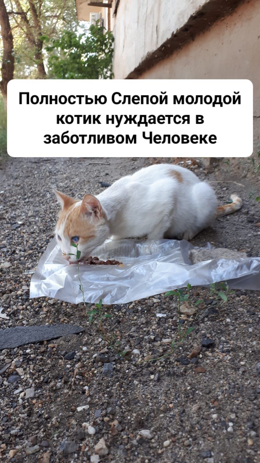 Кот Полностью Слепой нуждается в доме.