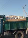 Дрова85тыс.береза 120