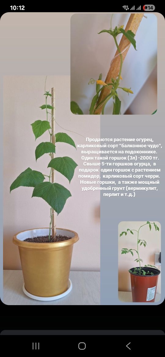 Продаётся  растение карликовый сорт  огурец