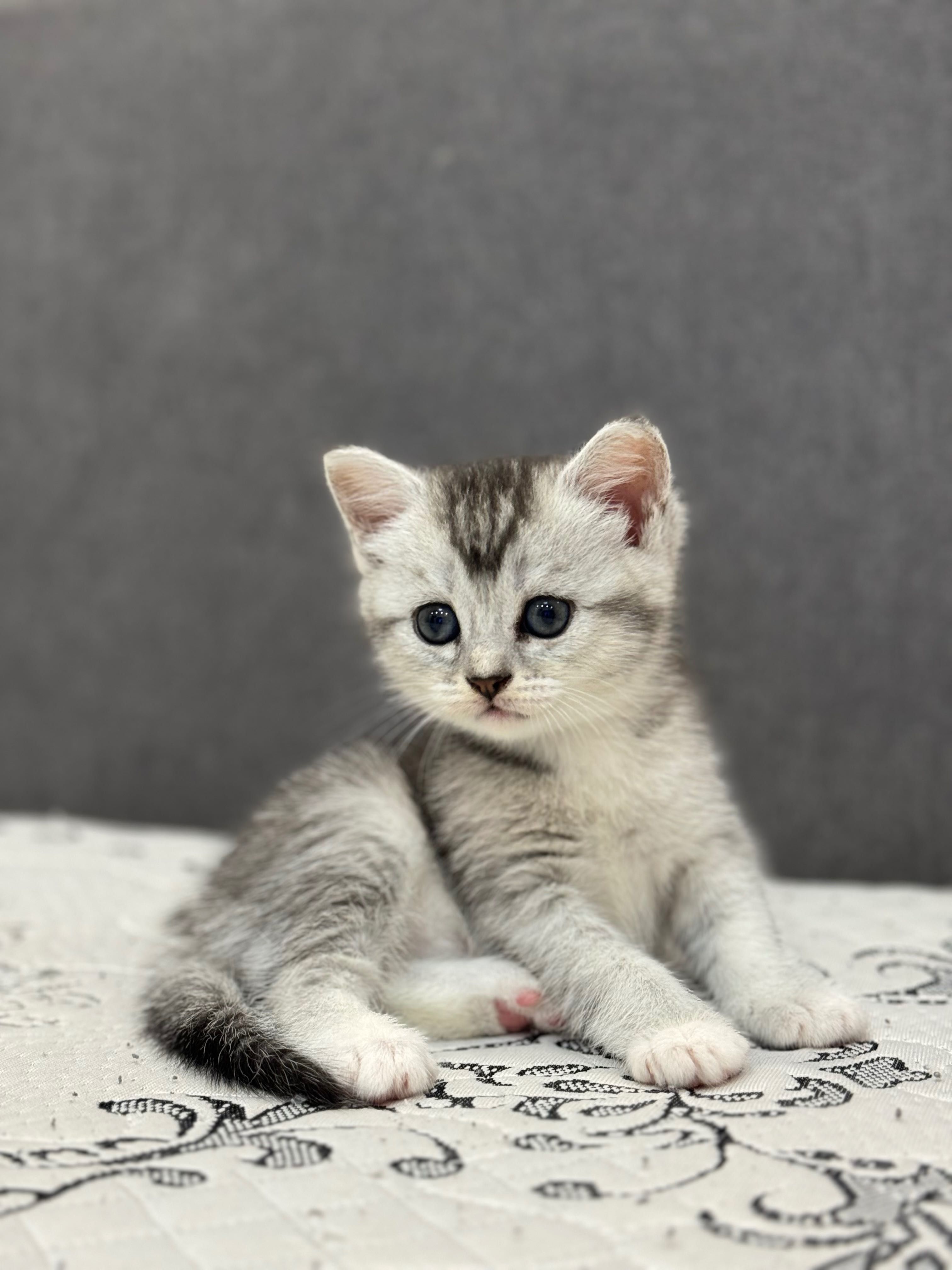 Котенок девочка хайленд страйт, окрас шиншилла