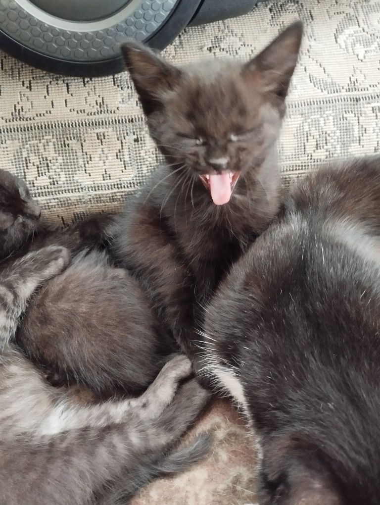 Котята, два мальчика и две девочки