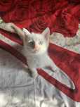 Котенок девочка  1,5 м