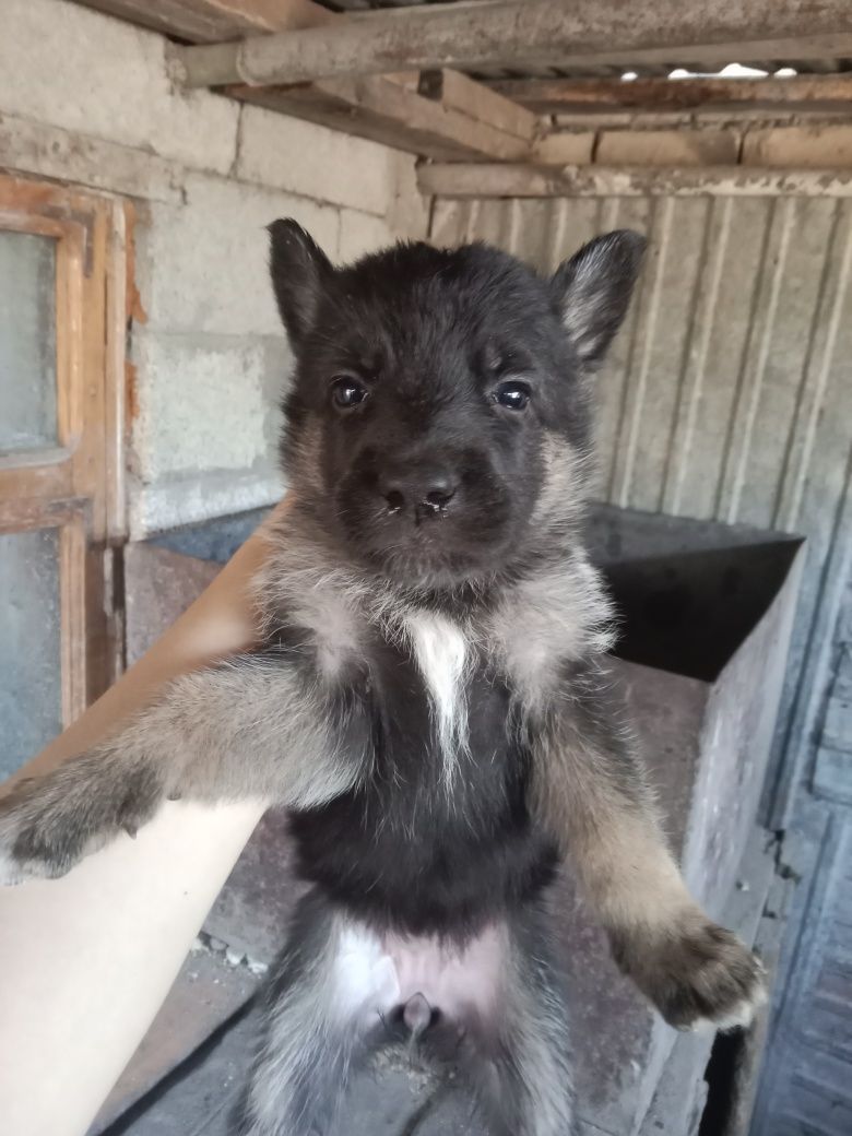 Продается щенки немецкой овчарки