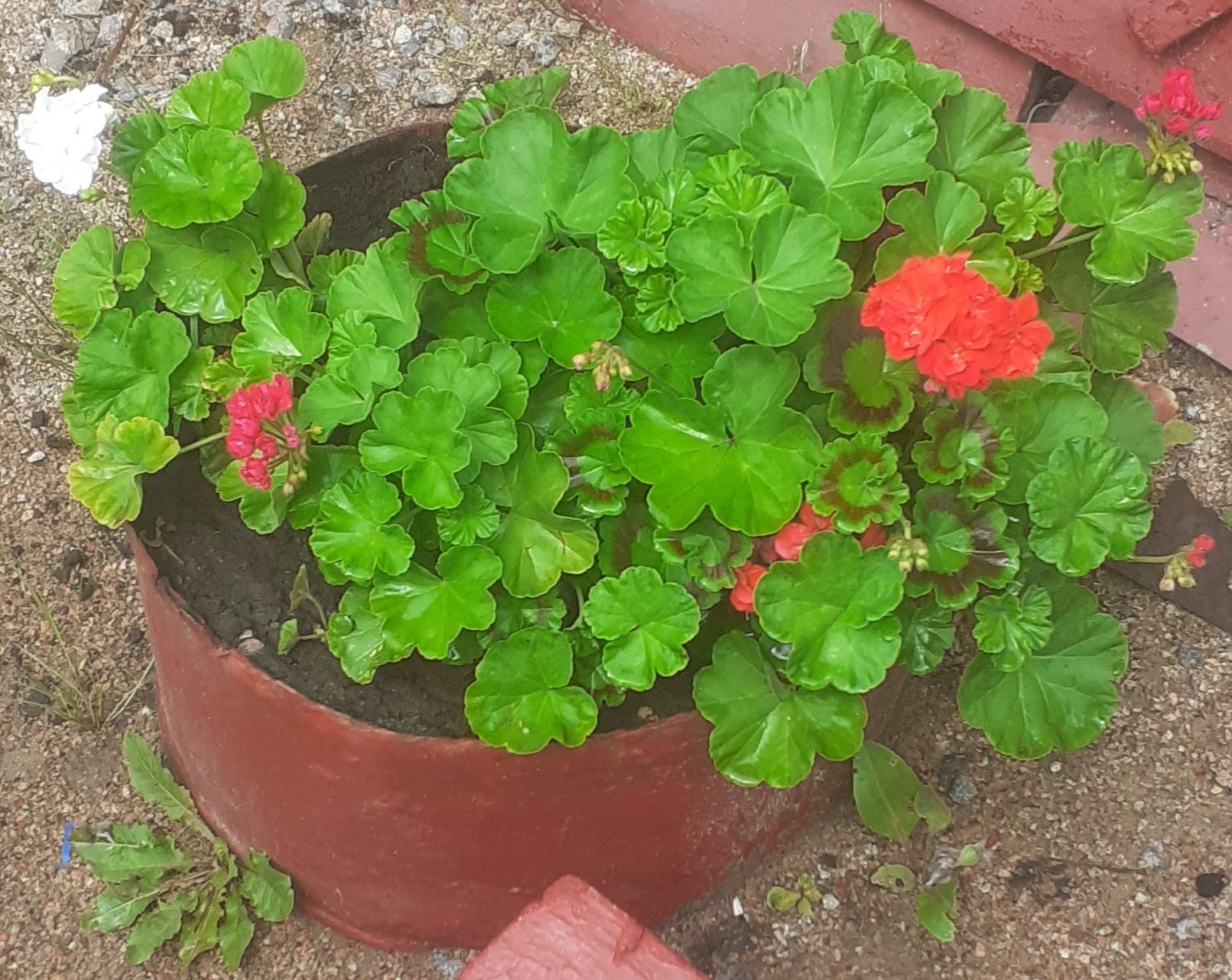Продам Герань королевскую
