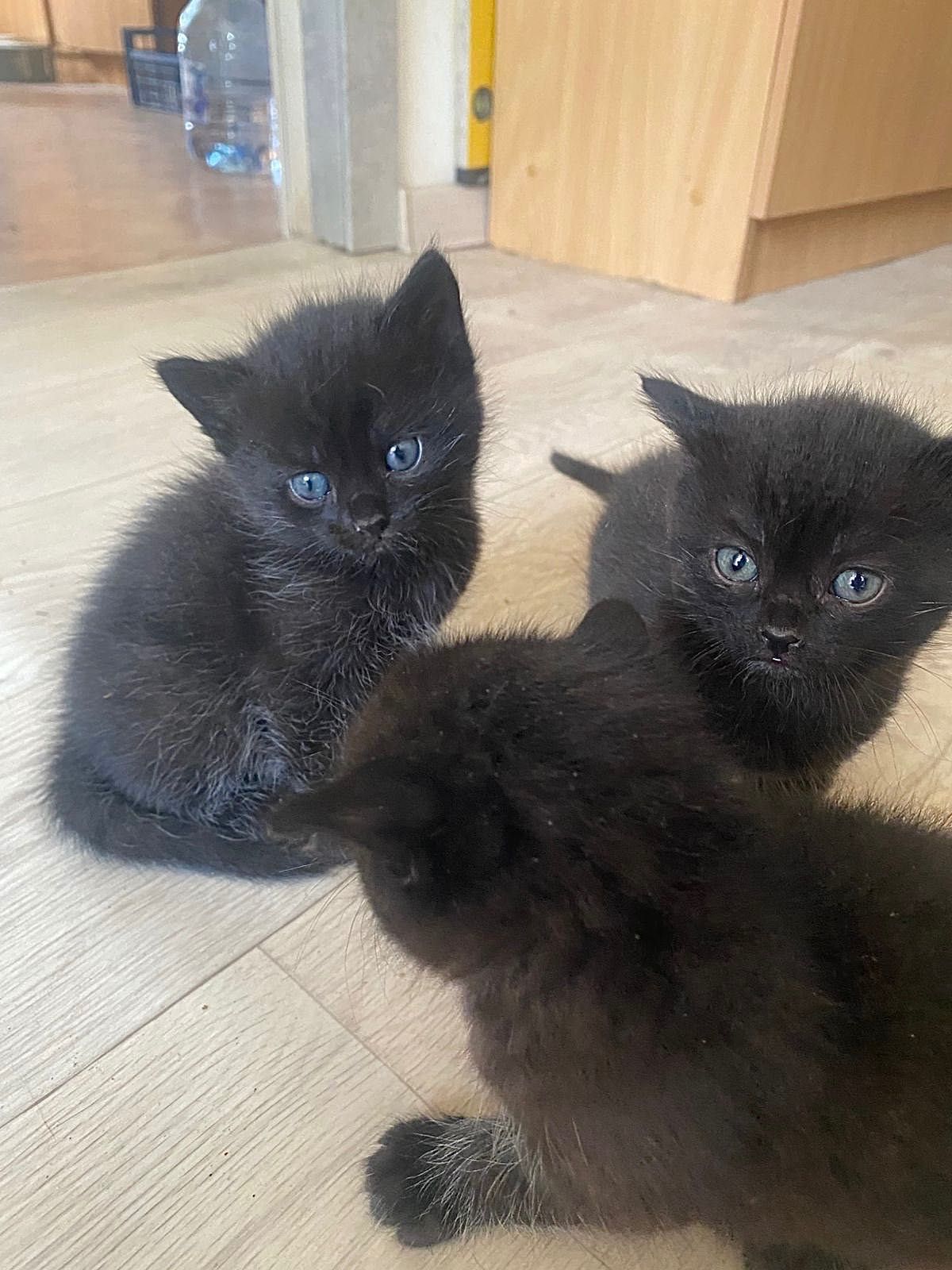 Котята помесь с чистокровной шотландской