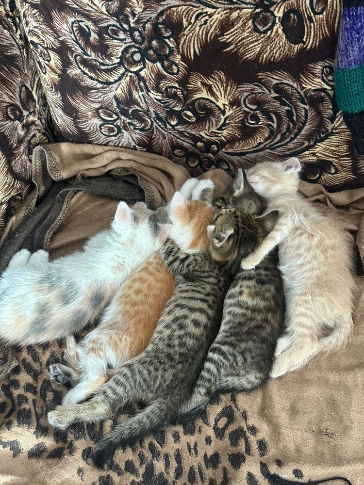 Котята в добрые руки