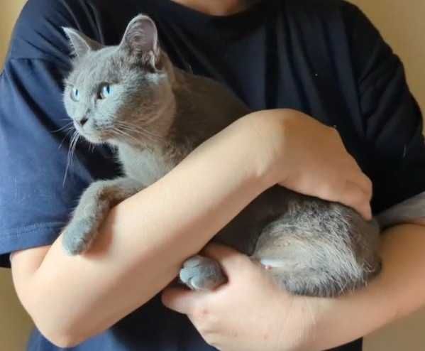 Нежная кошечка ищет дом