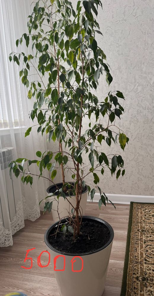 Продам комнатные цветы
