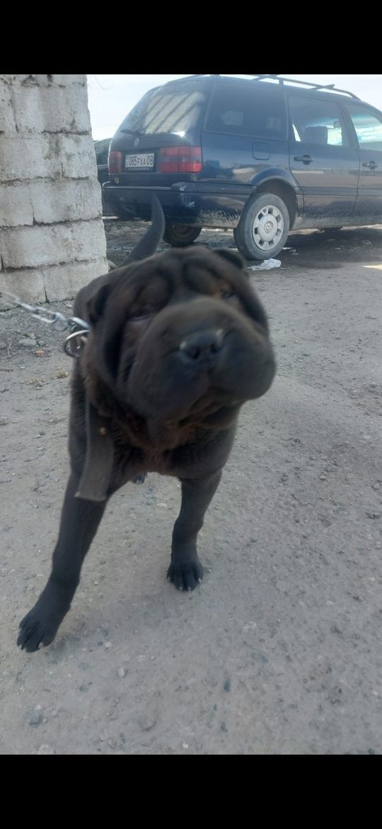 Собака шарпей порода