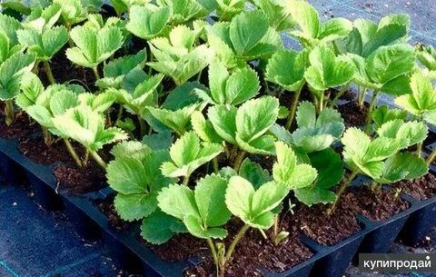 Саженцы клубники для Агробизнеса от 1000шт