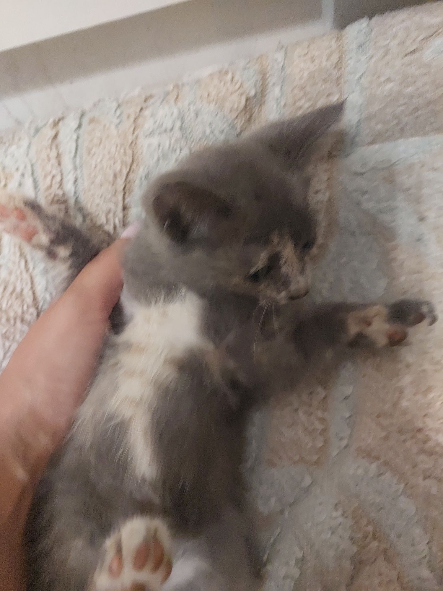 Котята котята котята