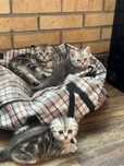 Британские котята