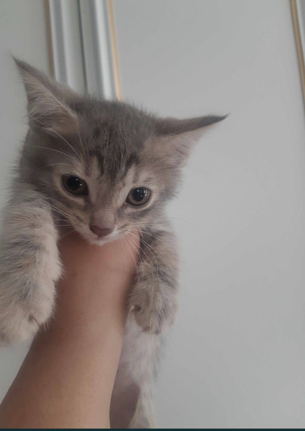 Котик на добрые рукий