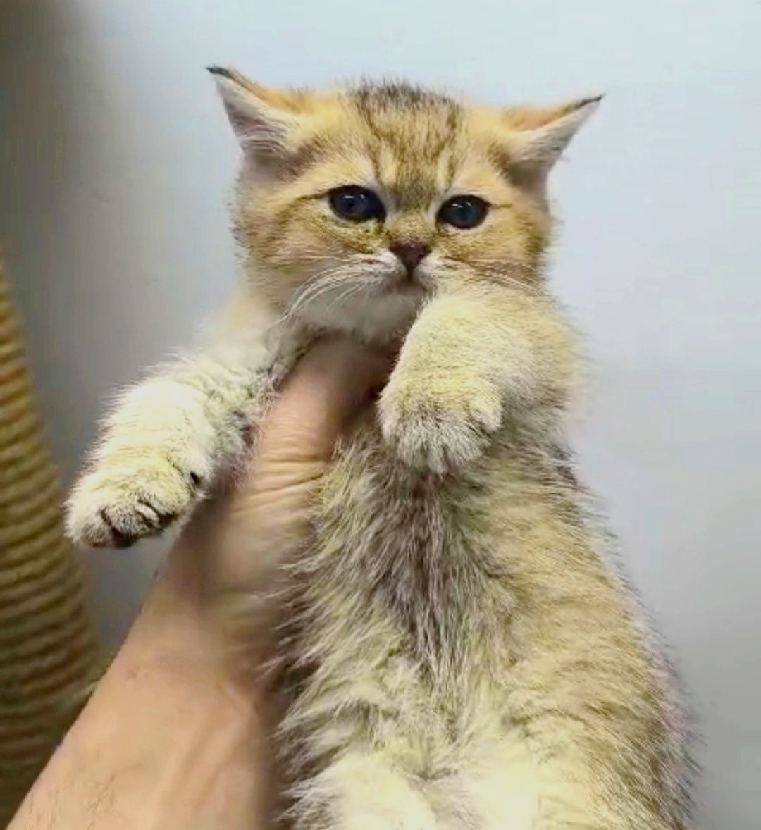 КоТик и коШечкА брИтаНскИе ТиГрЯши