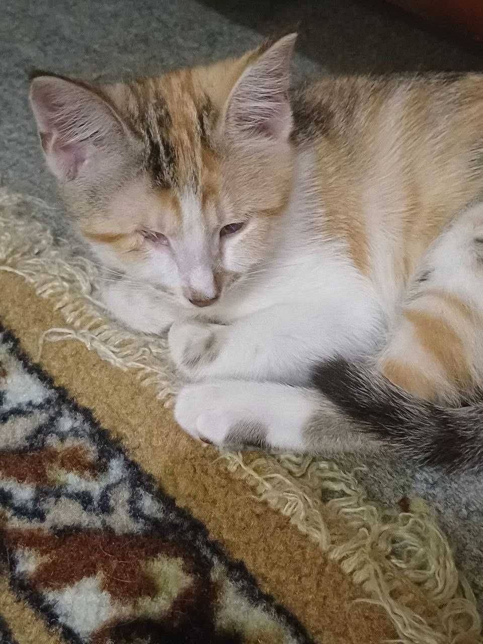 Котята в добрые любящие руки