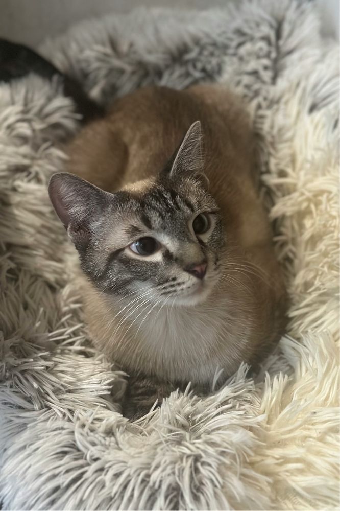 Тайский котик Барни, 10 месяцев