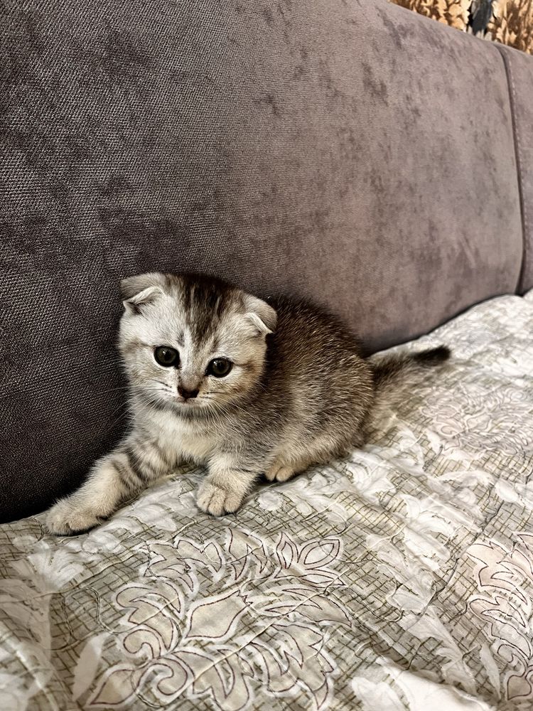 Котята Шотландские Вислоухие