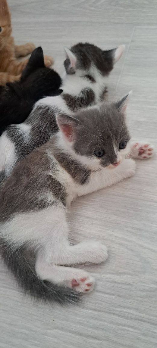 Отдам котят  бесплатно