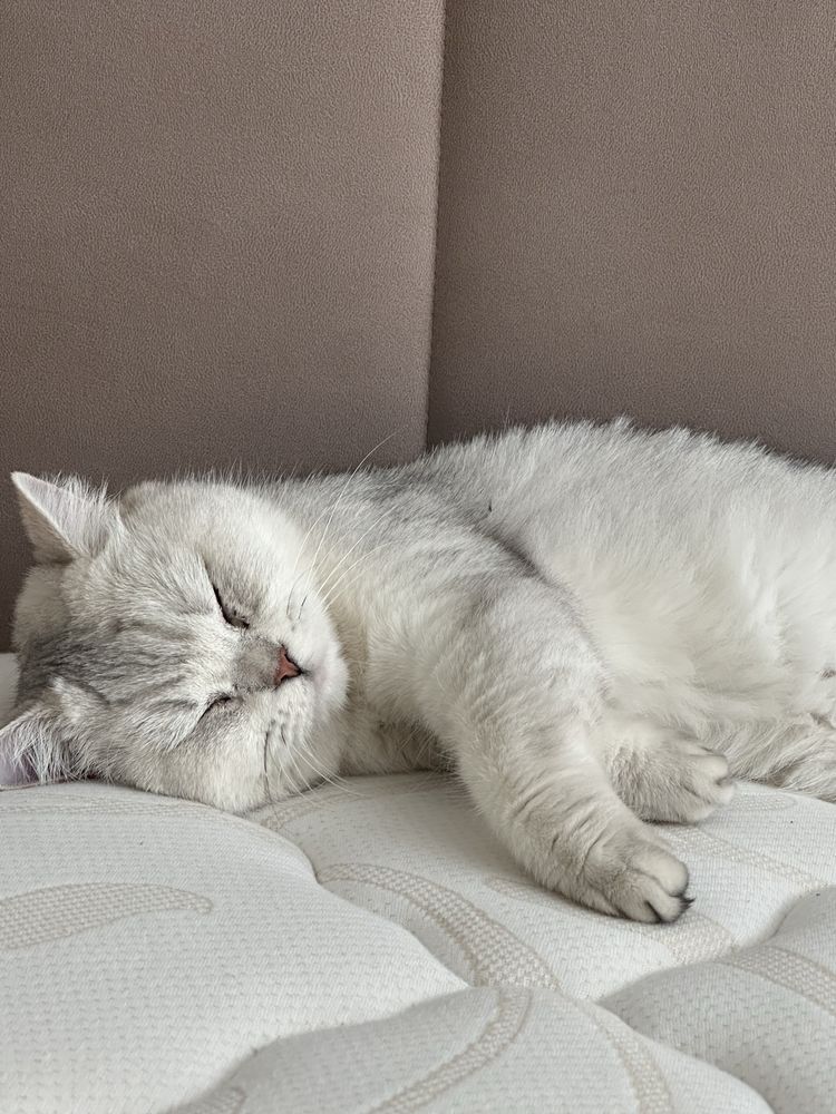 Отдаю кошку в действительно добрые руки