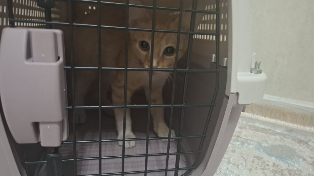 Отдадим котенка в добрые руки