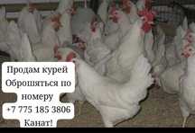 Продам курей Костанай!