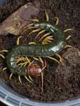 В продаже Scolopendra mutilans “yellow legs”