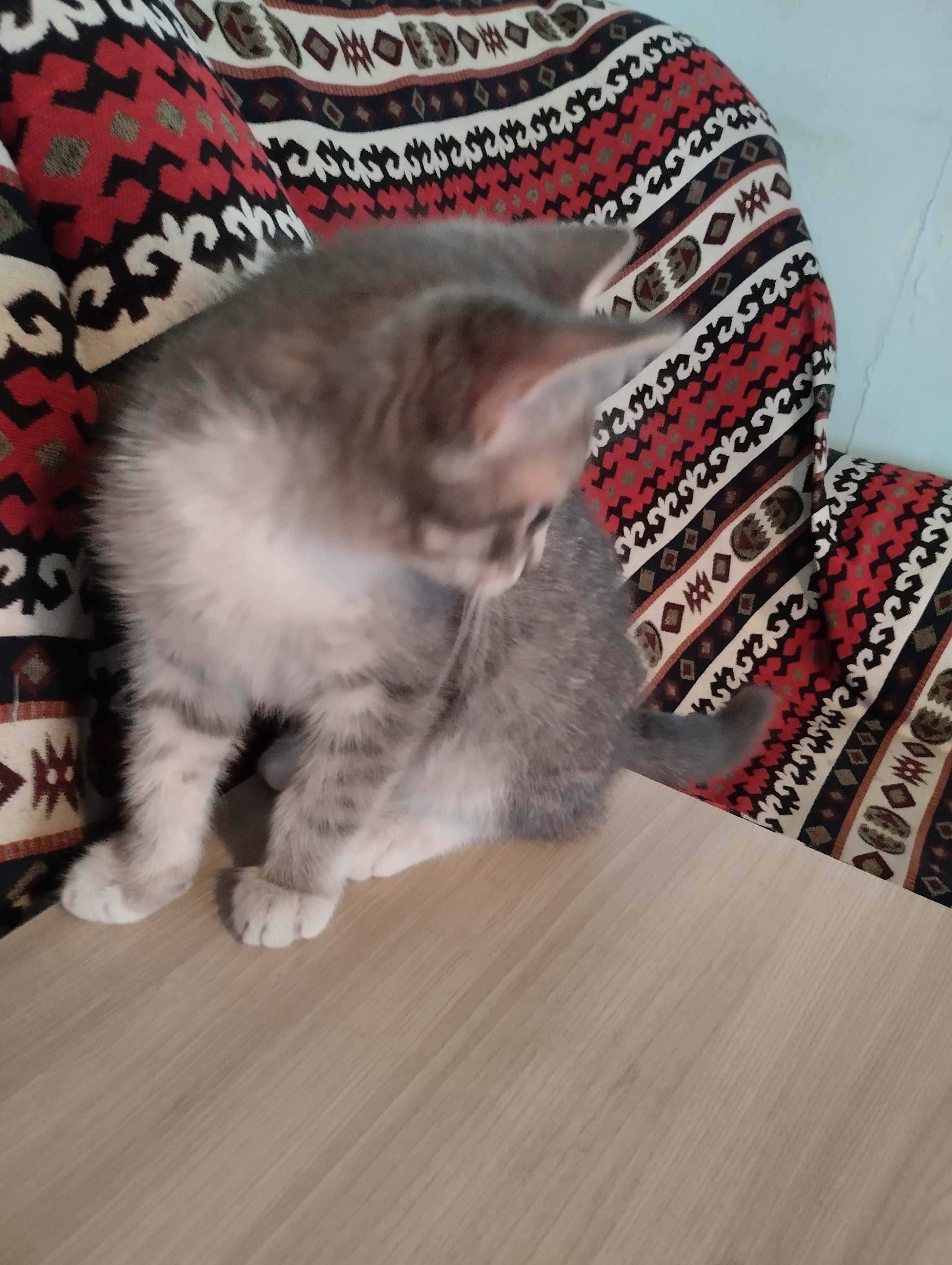 Котенок. Называли Минушом. Хороший, добрый