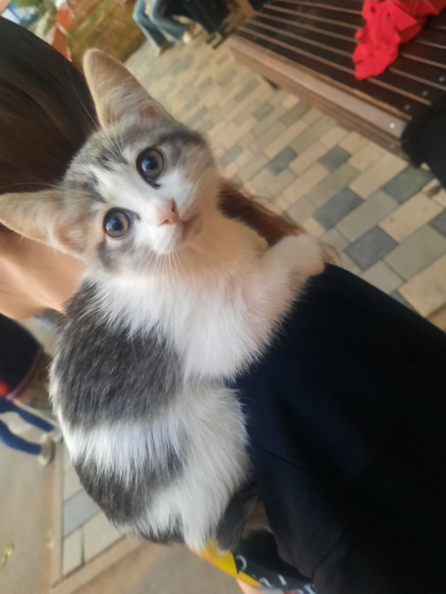 Отдам котят в добрые руки