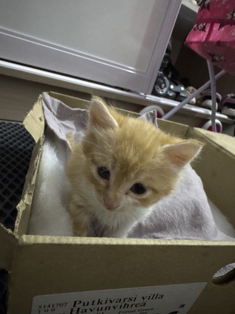 Отдам котенка бесплатно