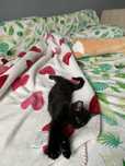 Ласковый игривый мальчик !!! Котёнок на удачу !!!